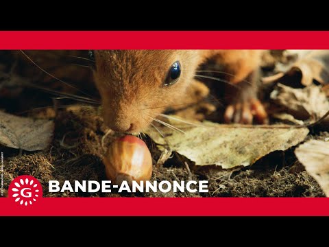 LE CHÊNE - Bande-annonce